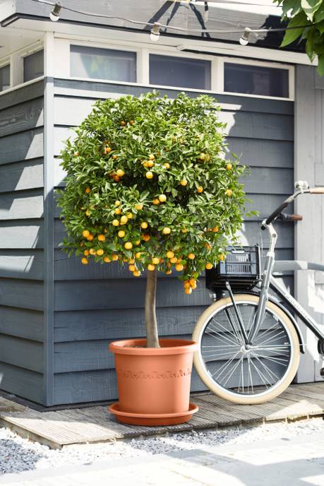 universal saucer round 48cm terra